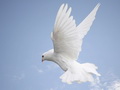 Benedikts XVI aicina lūgties par mieru un veicināt kristiešu vienotību