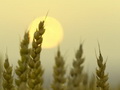 Ja kviešu grauds, iekritis zemē, nenomirs,tas paliks viens,bet, ja nomirs, tas dos daudz augļu.(Jņ 12, 24)